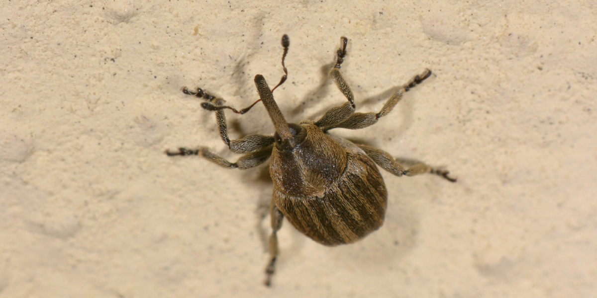 Curculionidae: Tychius sp?   No, Sibinia pellucens